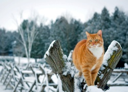 Zima, Śnieg, Drzewa, Kot