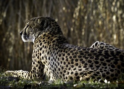 Gepard, Las, Rozmycie