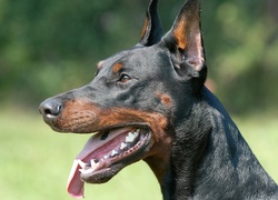 Pies, Doberman