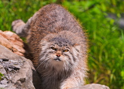 Manul, Kamienie