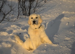 Pies, Retriever, Śnieg