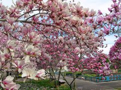 Wiosna, Park, Kwitnąca, Magnolia