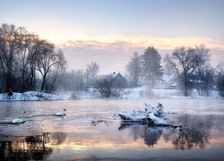 Jezioro, Śnieg, Drzewa, Łabędzie