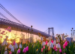Tulipany, Most, Rzeka, Miasto, Promienie Słońca