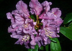 Rododendron, Kwiaty, Fiolet, Liście, Krzew, Krople, Deszczu