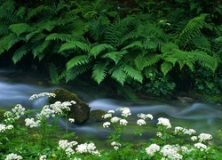 Narodowy, Park, Triglav, Potok, Krajcarica, Paprocie, Krwawnik