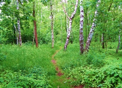 Las, Brzozy, Runo, Leśne