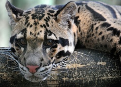 Ocelot