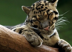 Ocelot