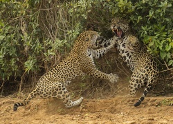 Jaguary, Walka, Rośliny