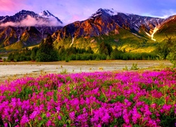 Góry, Łąka, Kwiatów