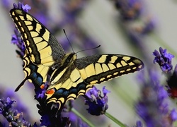 Motyl, Paź Królowej, Kwiat, Lawendy