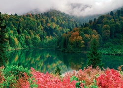 Lasy, Jezioro, Kwiaty