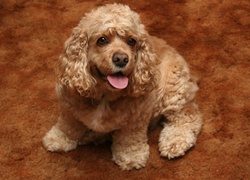 Słodki, Szczeniaczek, Cocker spaniel amerykański