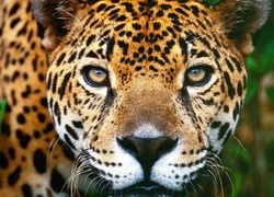 Jaguar, Oczy