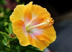 Żółty, Hibiskus