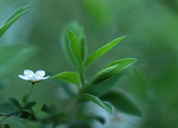 Biały, Kwiatek, Liście