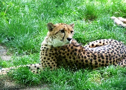 Gepard, Trawa