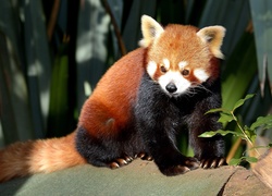 Czerwona, Panda, Drzewo, Pandka ruda