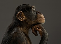 Zamyślona, Małpa, Szympans, Profil