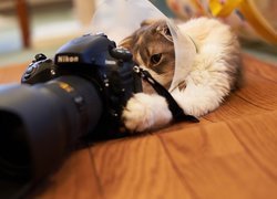Kot, Aparat, Fotograficzny, Nikon