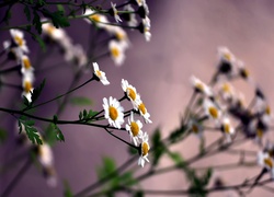Kwiaty, Rumianku, Makro