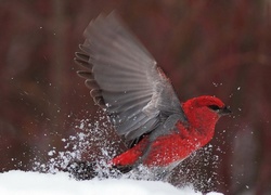 Czerwony, Ptak, Śnieg