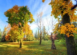 Park, Drzewa, Liście, Przebijające, Światło, Jesień