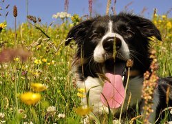 Łąka, Pies, Border collie, Język