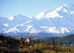 Alaska, Góry, Jezioro, Łąka, Jelenie