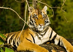 Tygrys Indyjski, Obserwator