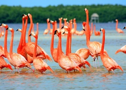 Flamingi