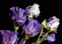 Eustoma, Fioletowo, Biała