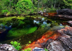 Cano Cristales, Rzeka, Pięciu, Kolorów, Kolumbia