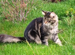 Kotek, Maine Coon, Trawa