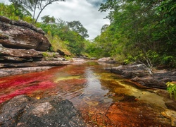 Cano, Cristales, Najpiękniejsza, Rzeka, Świata, Kolumbia