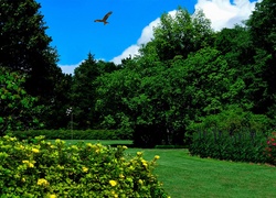 Park, Ptak, Krzewy, Kwiatów