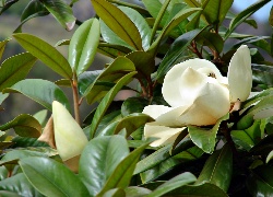 Biała, Magnolia, Rozmycie