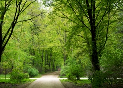 Park, Alejki, Drzewa, Światło, Wiosna
