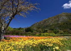 Wiosna, Wzgórza, Ogród, Botaniczny, Kirstenbosch