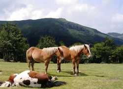 Konie, Góry, Łąka