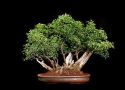 Drzewko, Bonsai, Czarne, Tło