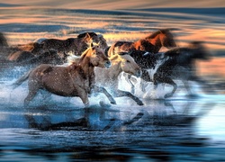Konie, Galop, Morze