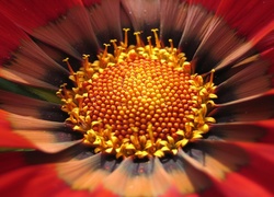 Kwiatek, Czerwona, Gazania