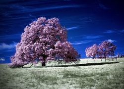 Kwitnące, Drzewa, Pole, Niebo