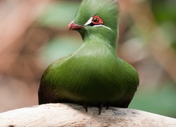 Zielony, Ptak, Turak zielonoczuby