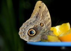 Motyl, Oko, Pomarańcza