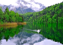 Góry, Lasy, Jezioro, Łabędz