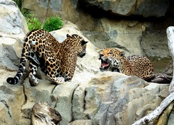 Jaguary, Skały