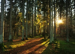 Las, Ścieżka, Drzewa, Liście, Promienie, Słońca